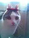 bunnycat.jpg