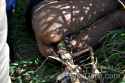 rape-woman-dead-sugar-cane-force-snatch-brazil-08.jpg