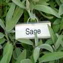 sage d.jpg