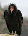 Condor Bird.jpg