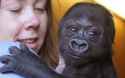 gorilla3_1295225c.jpg