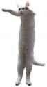long-cat.jpg