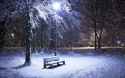 Amazing Winter Night - Frozen Tree in Winter Hd Wallpaper.jpg