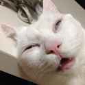 funnycatsleepingface.jpg