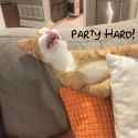 Party Hard With Text.gif