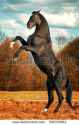 stock-photo-black-horse-reared-up-on-hind-legs-505705963.jpg