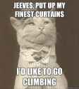 cat3.jpg