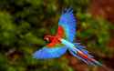 scarletmacaw1.jpg