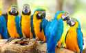 Parrots-For-Sale-3.jpg