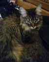 my fluffy bastard-1.jpg