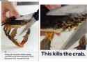 kills the crab.jpg