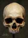 7028b0d58060c17da649d3005ea98b68--real-human-skull-skull-reference.jpg