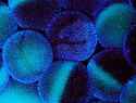 208971_277721249002012_51591664_n.jpg