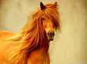 brown-horse-animal-wallpapers-2560x1920.jpg