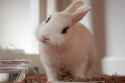 hotot.jpg