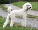 poodle1.jpg