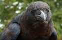 crow-facts-full.jpg