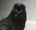 american-crow.jpg