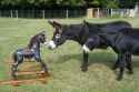 Rocking-donkey3.jpg