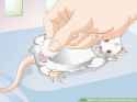 aid625406-v4-728px-Treat-Mice-With-Penile-Prolapse-Step-7-Version-2.jpg