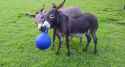2014 August donkeys.jpg