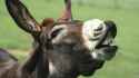 donkeys-bray.jpg