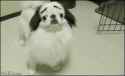 anigif_enhanced-buzz-3799-1355608849-1.gif