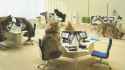 cat-kitten-tech-support-office-call-center-1395233941h.gif