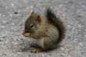 squirrel-bab.png