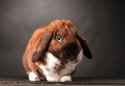 floppy-ear-bun.jpg
