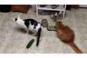 % cat strug 59efd5bfcb7f3215592795.gif