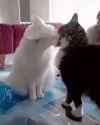 normal couple.gif