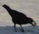 crow.jpg
