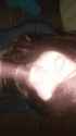 miniGif_20171019042959.gif
