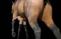2bhorseanalA.jpg