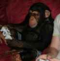 monkey-playing-xbox-xbox-360-guy-13563524700~01.jpg
