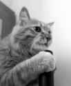 Deaf Cats are cute.gif