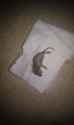 IMAG0222.jpg