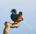 pooping bird.jpg