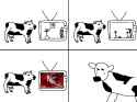 dead calf on tv.png