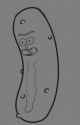 PICKLE RICK_Jacey.png