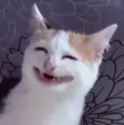 haooychap.png