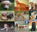 Collage_of_Nine_Dogs.jpg