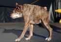 world-ugliest-dog-quasi-modo2.jpg
