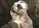 20b5d1685e73c2fcca901aa870b1e641--pitbull-mans.jpg