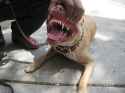 pit_bull_3761072911_b7c338eff0.jpg