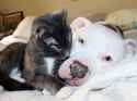 Pit-Bull-i.jpg
