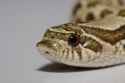 hognose_2-1024x683.jpg