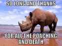 rhino.jpg