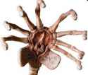 facehugger1.jpg
